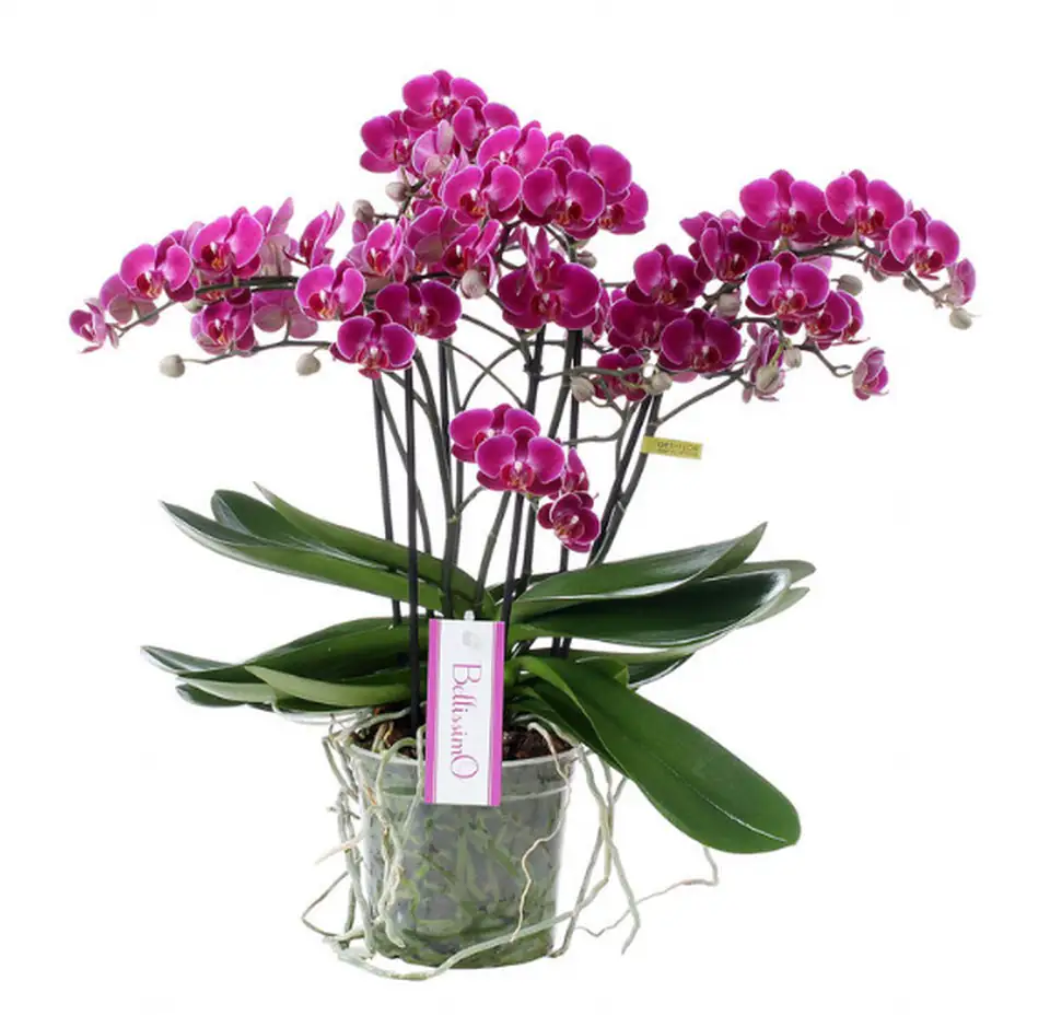 Орхидея D15 H50 - Phalaenopsis Bellissimo Amore