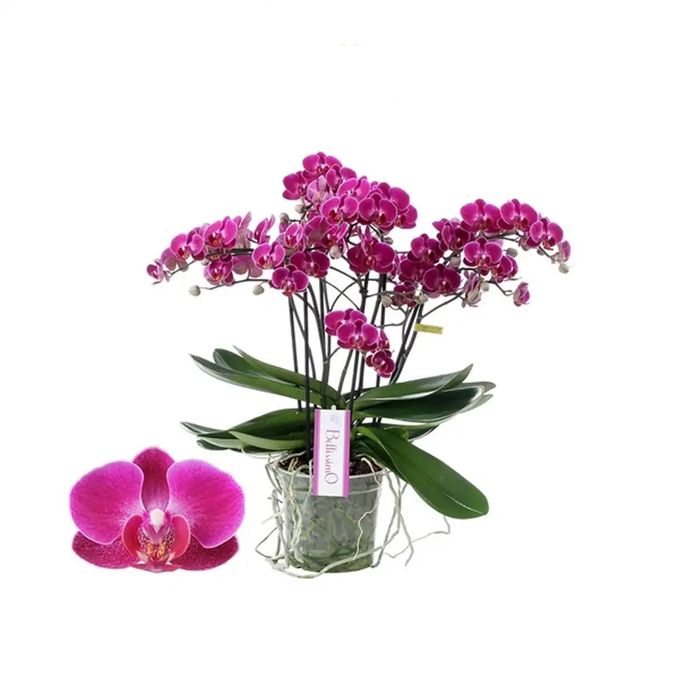 Орхидея D15 H50 - Phalaenopsis Bellissimo Amore - Image 2