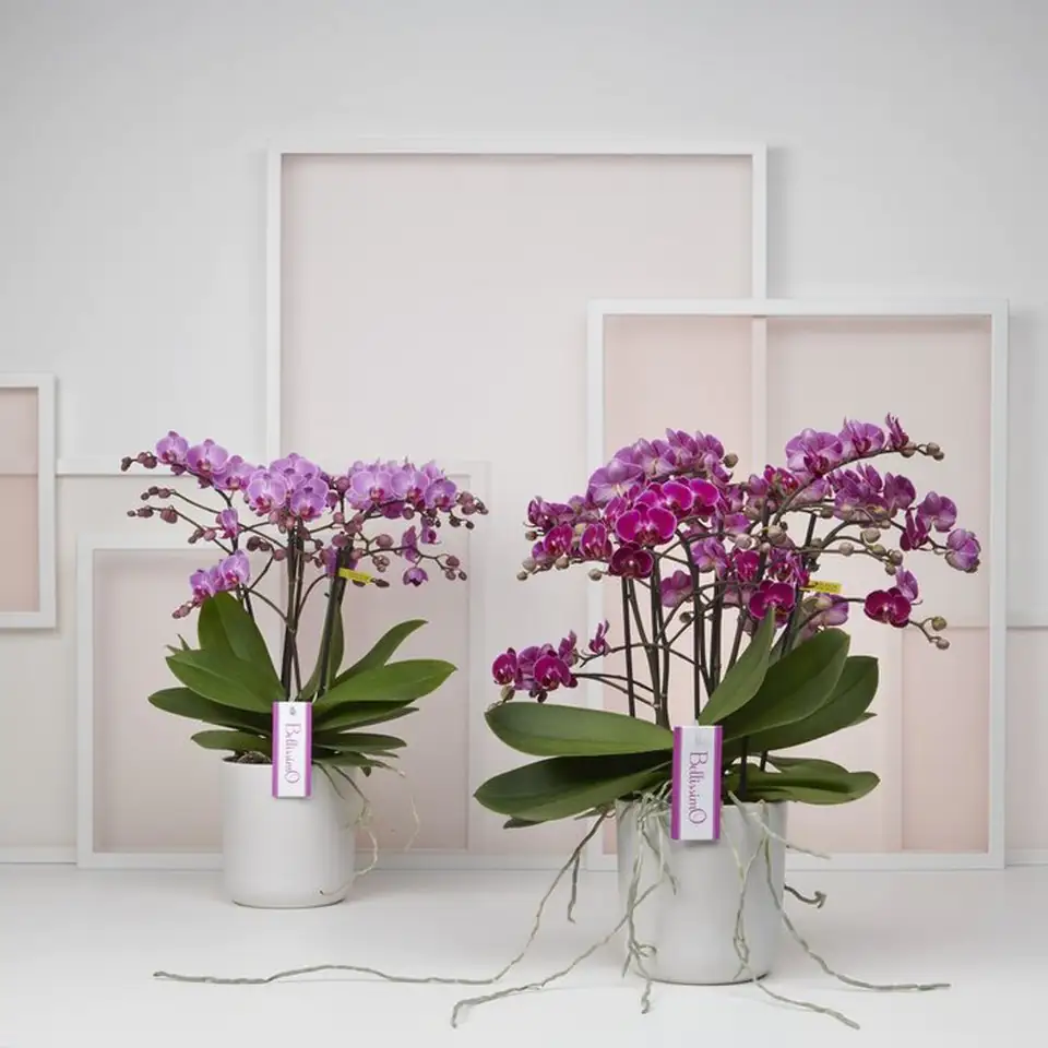 Орхидея D15 H50 - Phalaenopsis Bellissimo Amore - Image 3