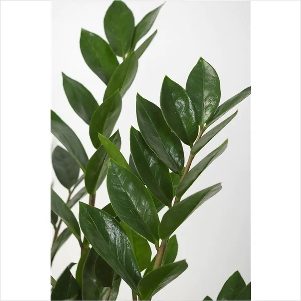 Замиокулкас D21 H95 - Zamioculcas Zamiifolia - Image 3