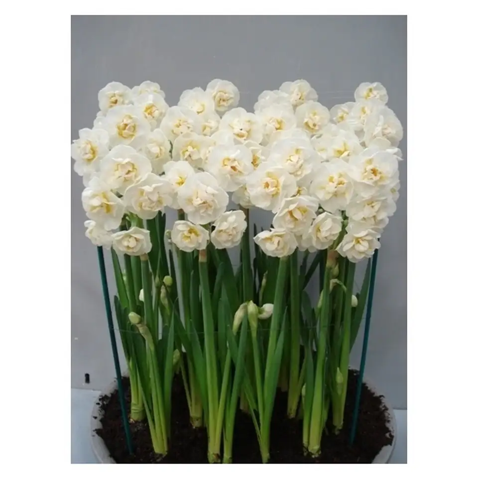 Нарцис D12 H17 - Narcissus Bridal Crown - Image 2