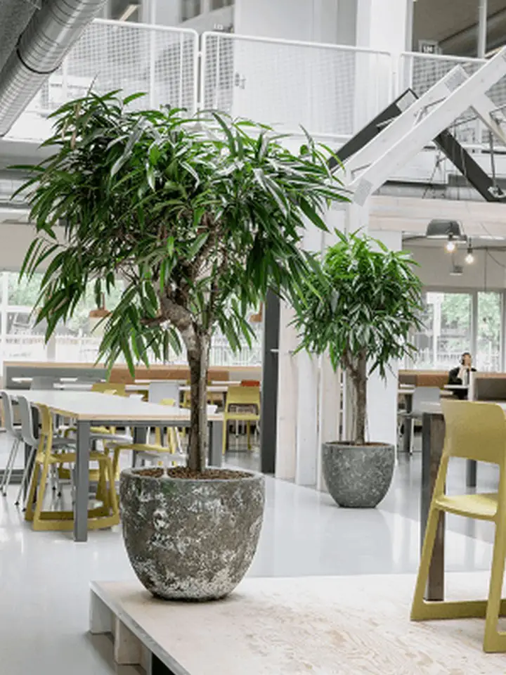 Lava Couple Relic Jade D45 H42 - Image 2