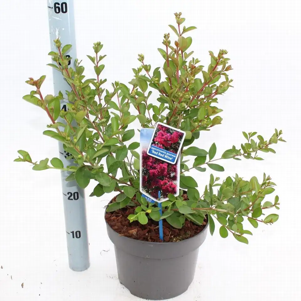 Лагестремиа D23 H65 - Lagerstroemia indica Red Wine