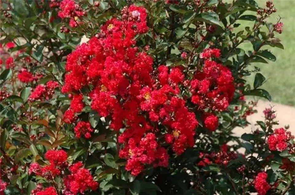 Лагестремиа D23 H65 - Lagerstroemia indica Red Wine - Image 2