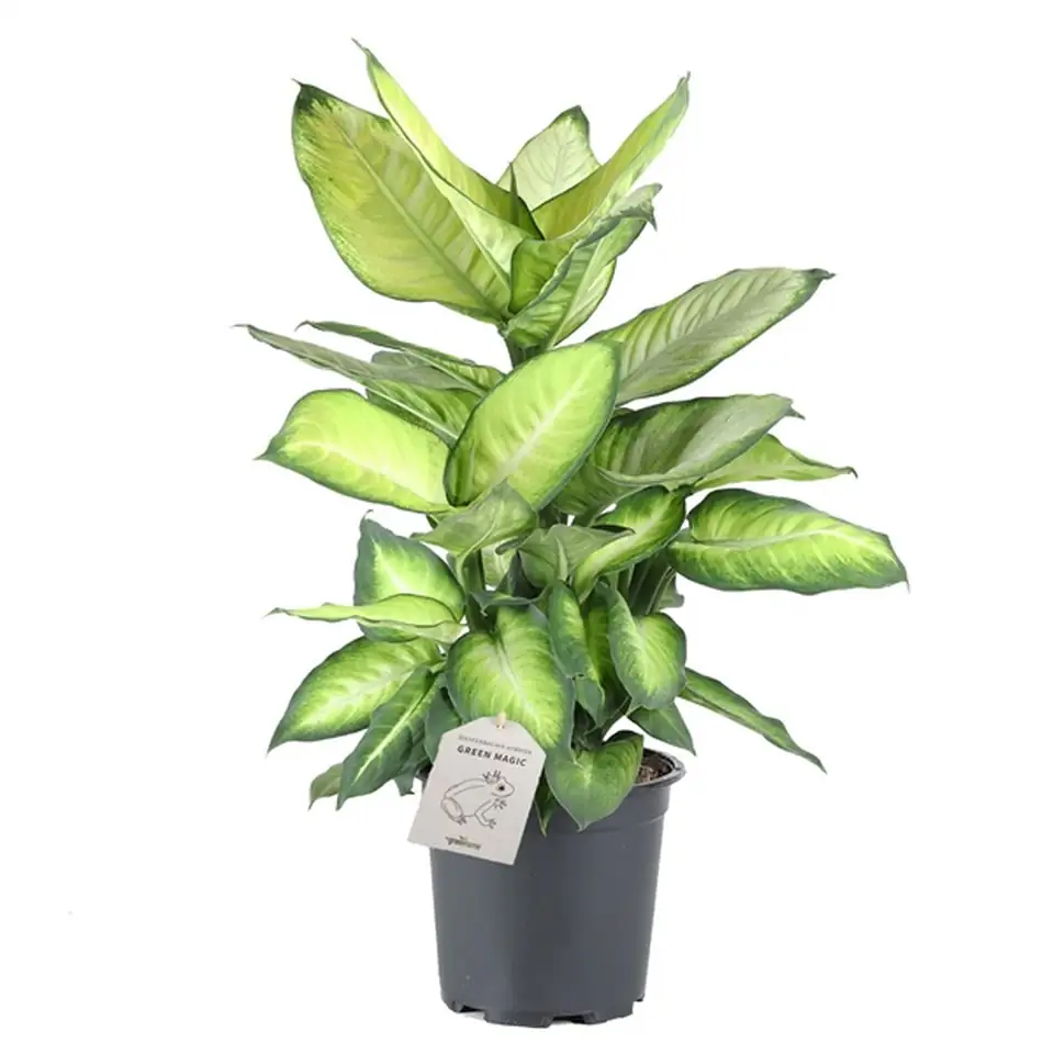 Дифенбахиа D17 H60 - Dieffenbachia Summer Style