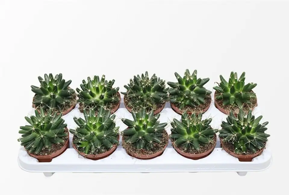 Кактус D10 H16 - Escobaria Missouriensis