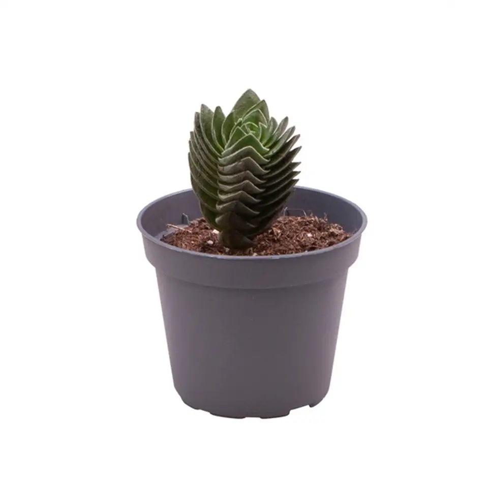 Красула D6 H11 - Crassula Buddha`s Temple