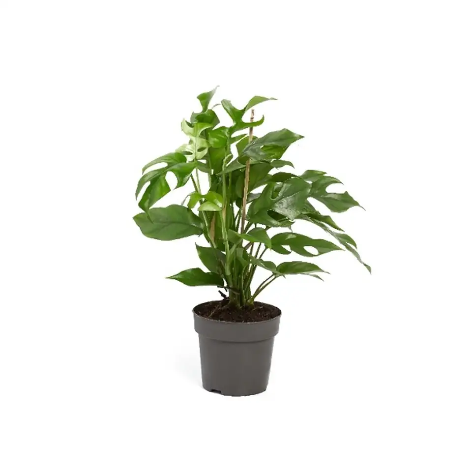 Монстера D14 H40 - Monstera Minima