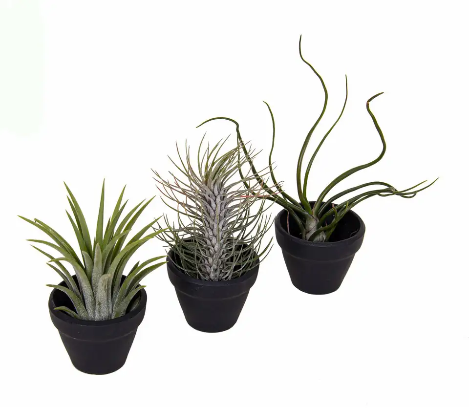 Тиландзия мини в саксийка D6 H15 - Tillandsia Tiny