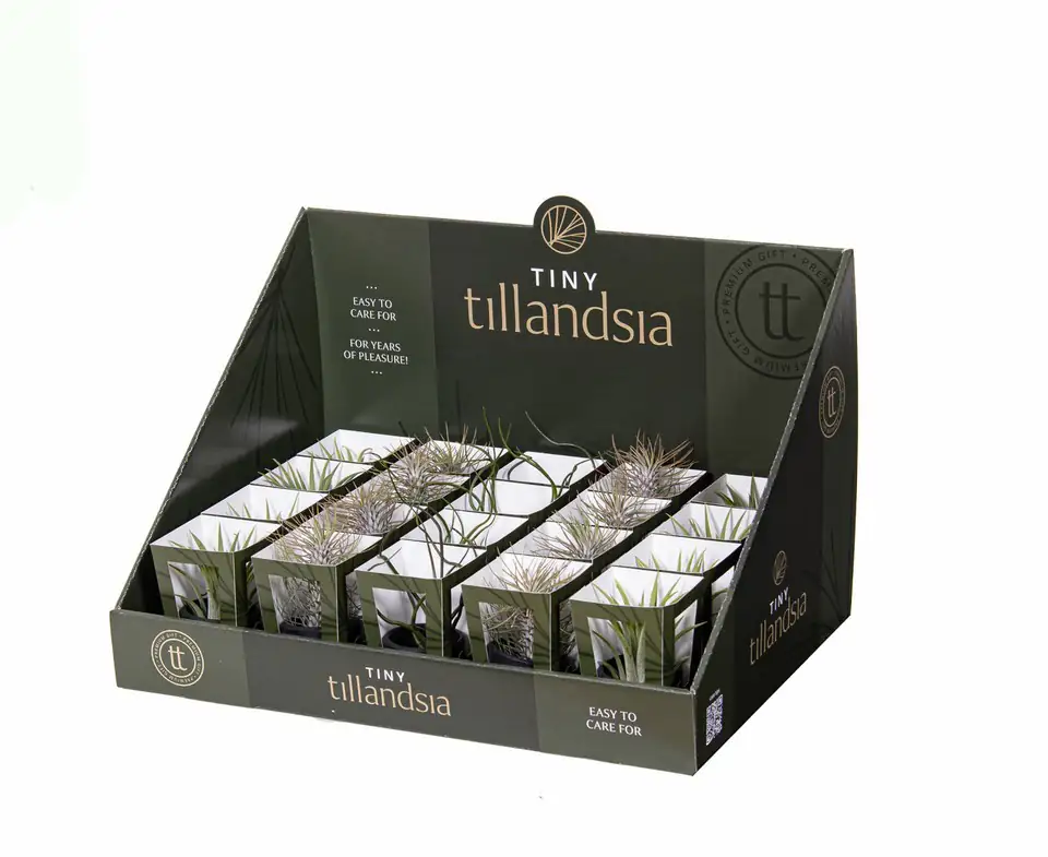 Тиландзия мини в саксийка D6 H15 - Tillandsia Tiny - Image 2