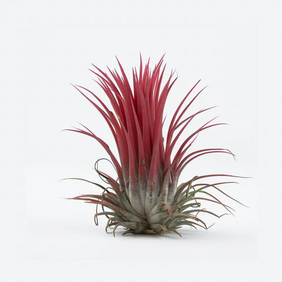 Тиландзия H10cm - Tillandsia Ionantha Red