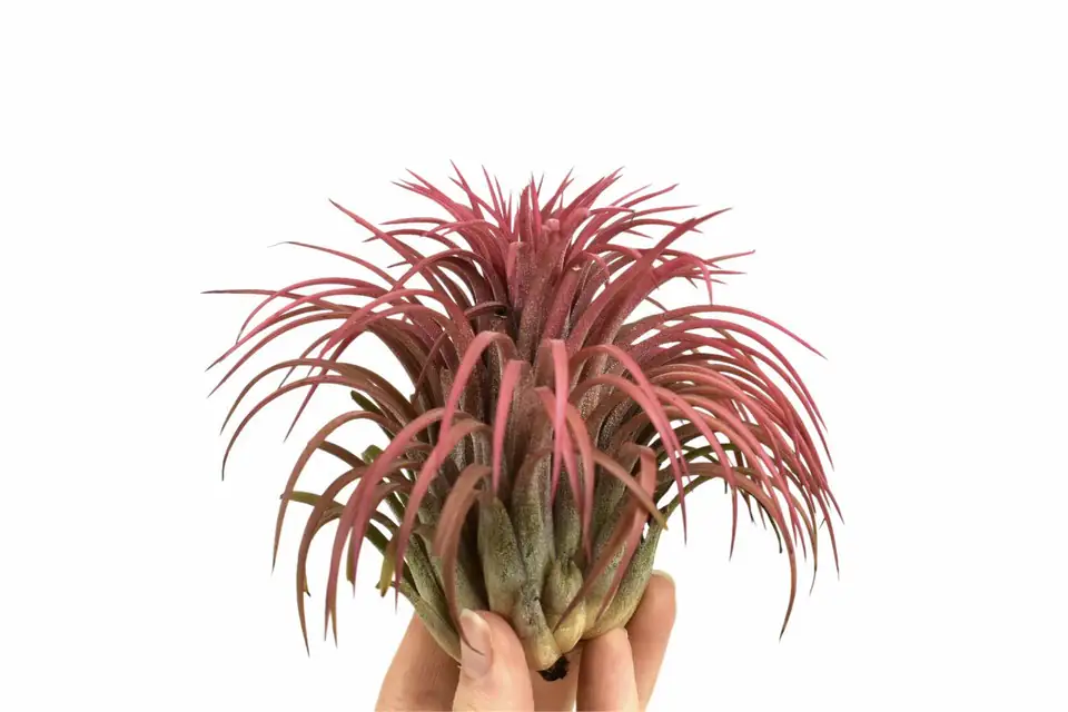 Тиландзия H10cm - Tillandsia Ionantha Red - Image 2