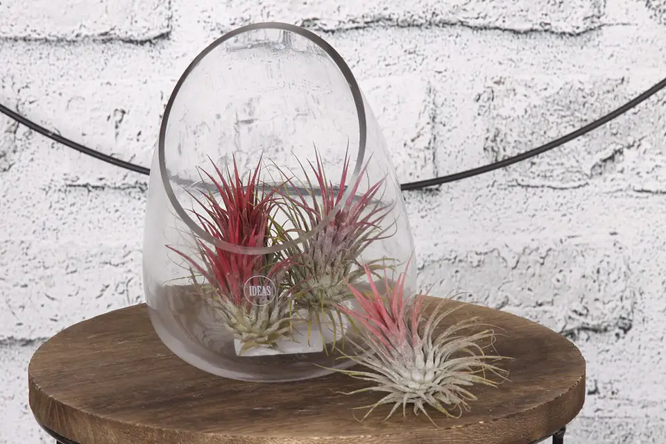 Тиландзия H10cm - Tillandsia Ionantha Red - Image 3