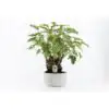 Филoдендрон в керамична кашпа D24 H60 - Philodendron Xanadu