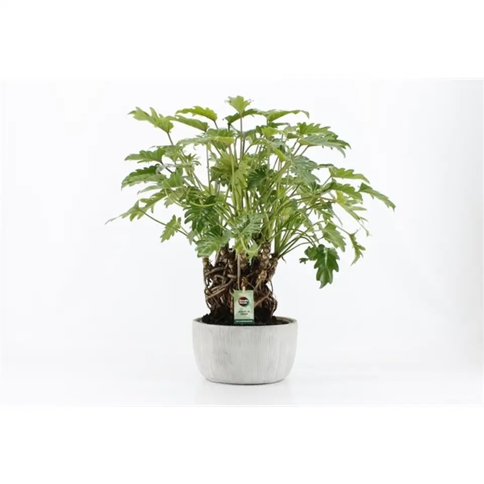 Филoдендрон в керамична кашпа D24 H60 - Philodendron Xanadu