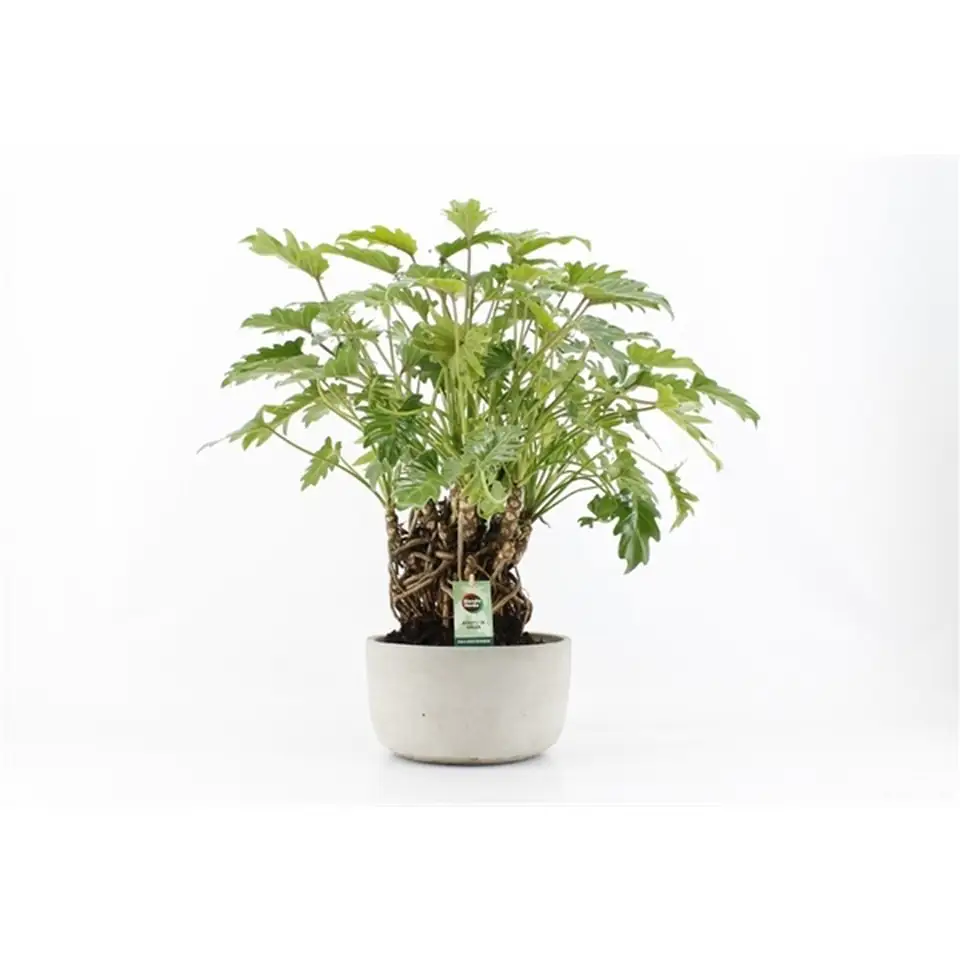 Филoдендрон в керамична кашпа D24 H60 - Philodendron Xanadu - Image 2