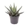 Хавортия D6 H10 - Haworthia Concolor