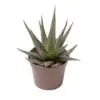 Хавортия D6 H10 - Haworthia Concolor - Image 2
