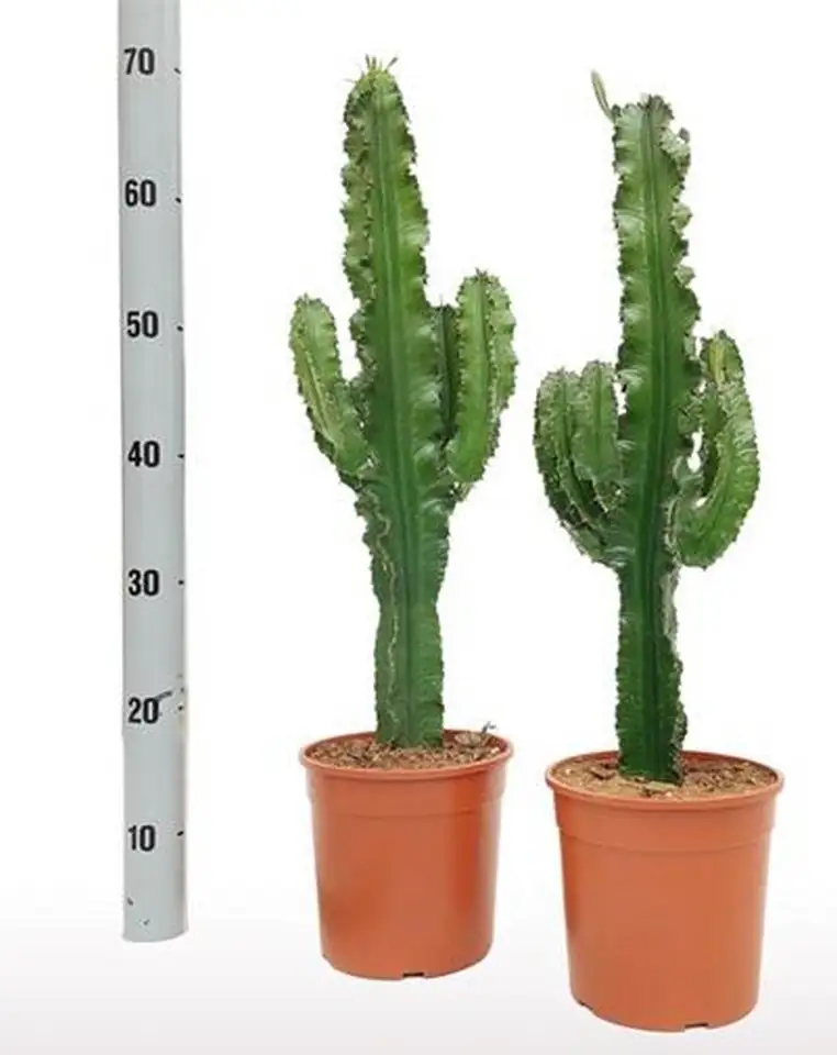 Еуфорбиа D17 H27 - Euphorbia Tubiglans