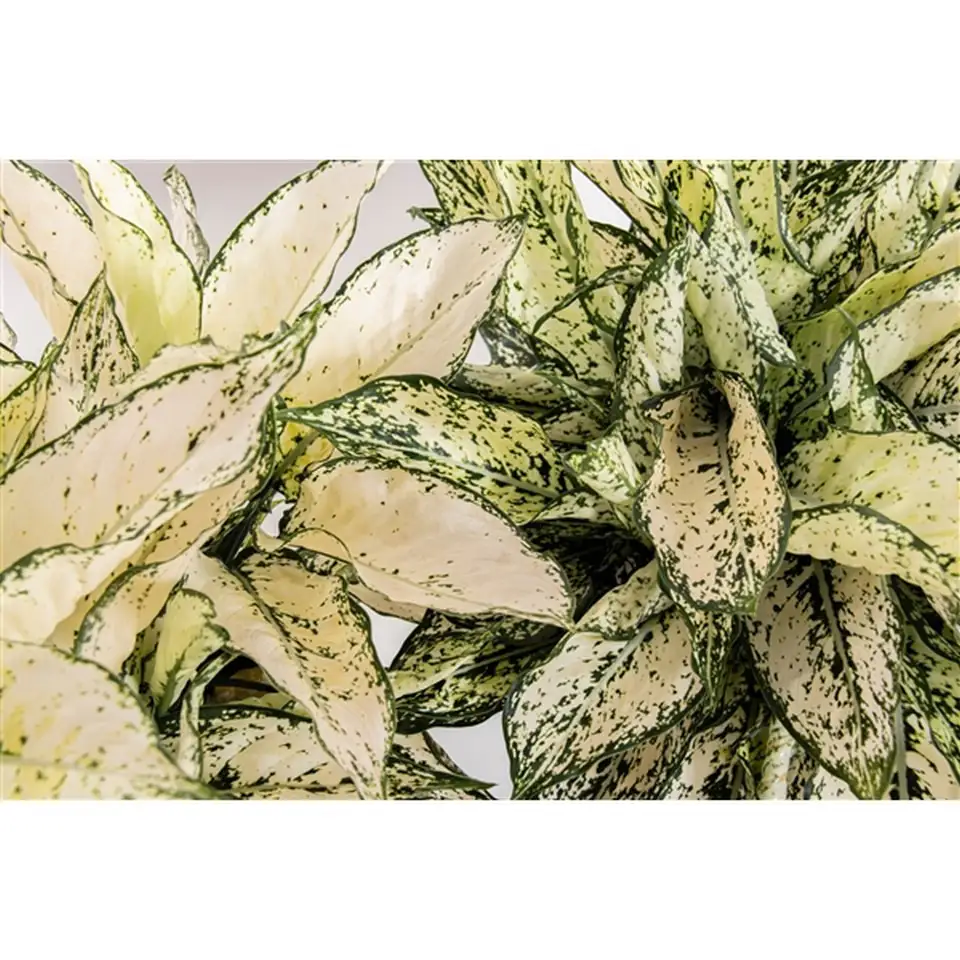 Аглонема D12 H35 - Aglaonema White Kiwi - Image 2