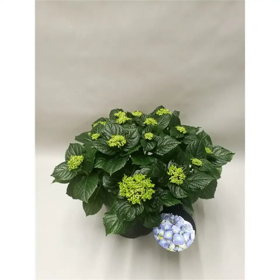 Хортензия D23 H45 - Hydrangea mac Hi Diamond