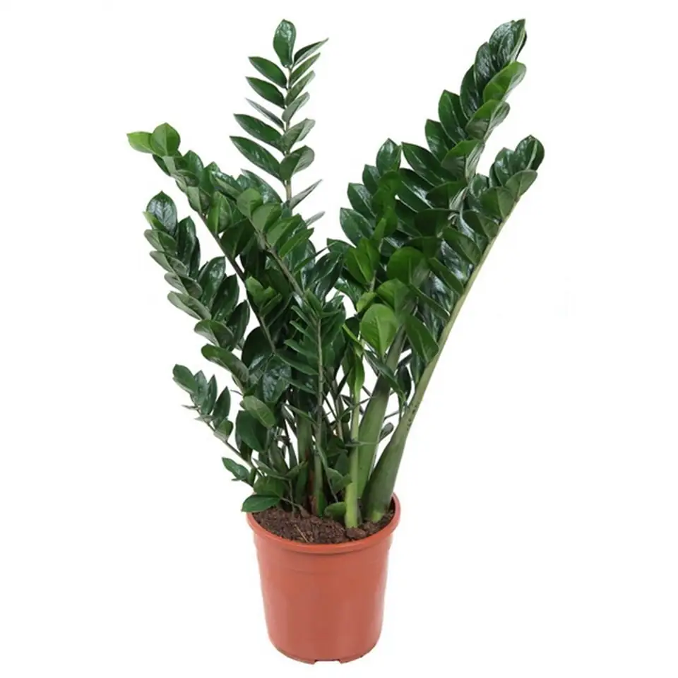 Замиокулкас D24 H90 - Zamioculcas Zamiifolia