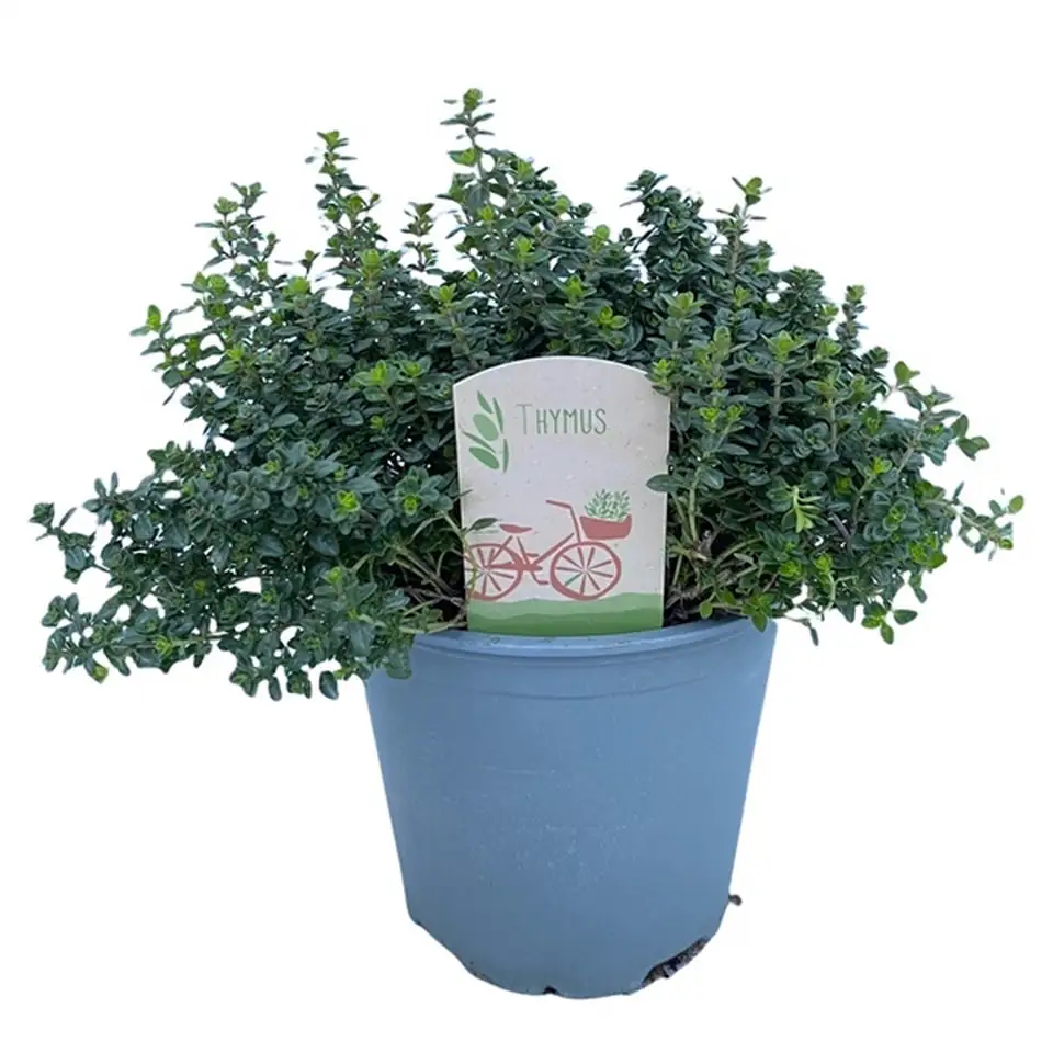 Мащерка D14 H20 - Thymus citriodorus