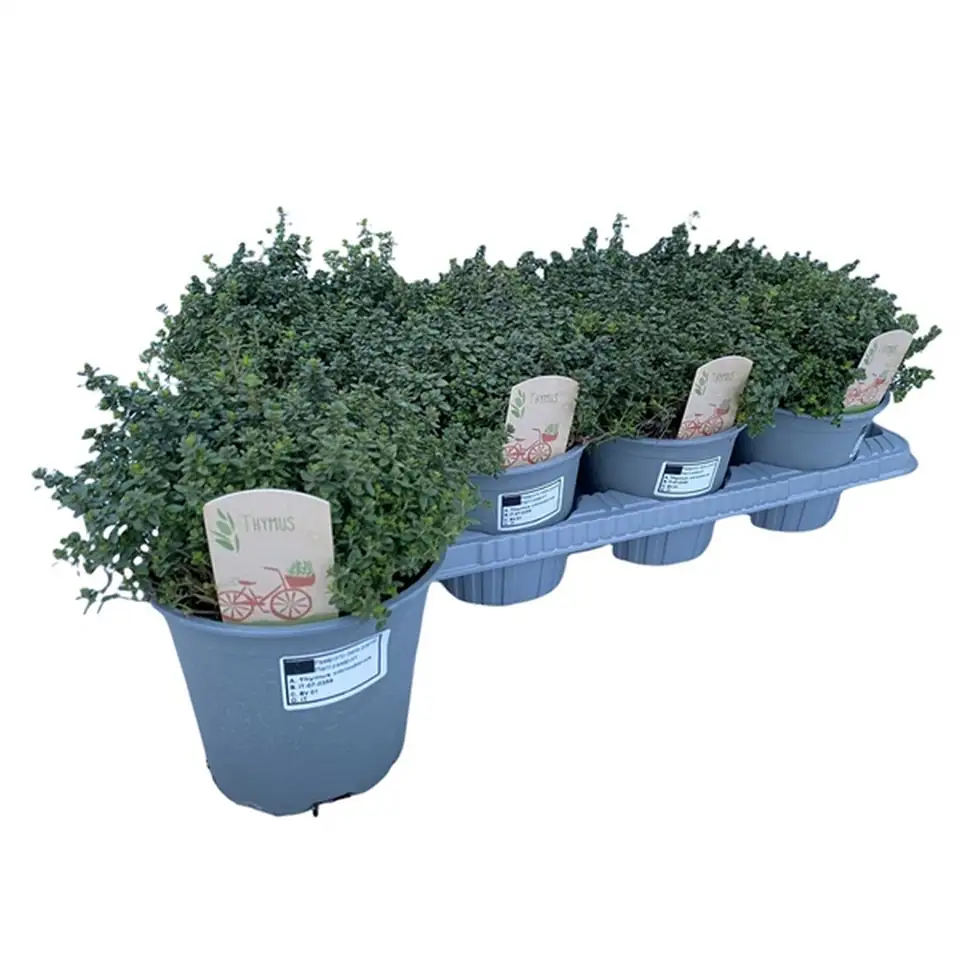 Мащерка D14 H20 - Thymus citriodorus - Image 2