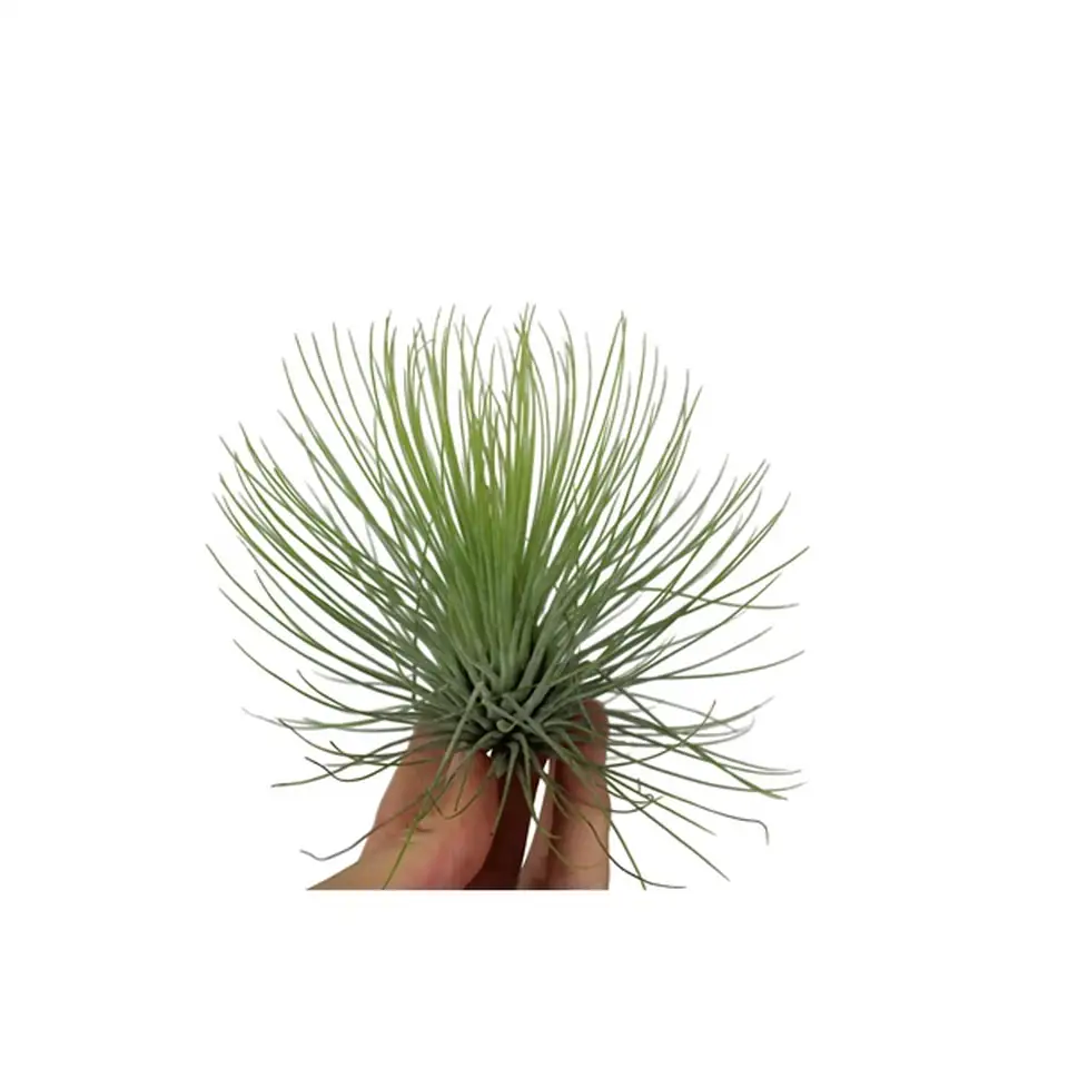 Тиландзия D10cm - Tillandsia Andreana