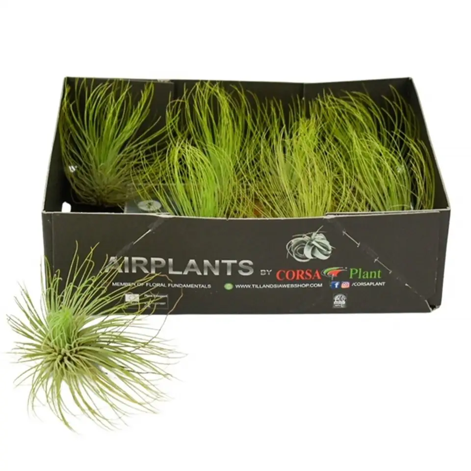 Тиландзия D10cm - Tillandsia Andreana - Image 2