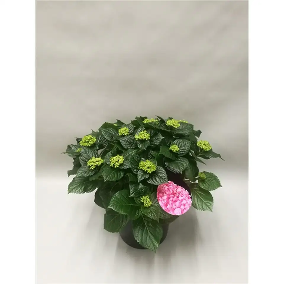 Хортензия D23 H50 - Hydrangea mac Table-Tensia
