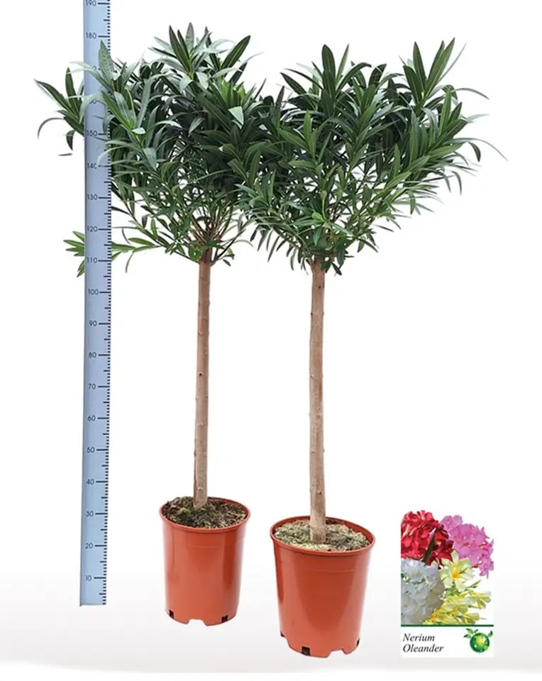 Непета D17 H35 - Nepeta Neptune