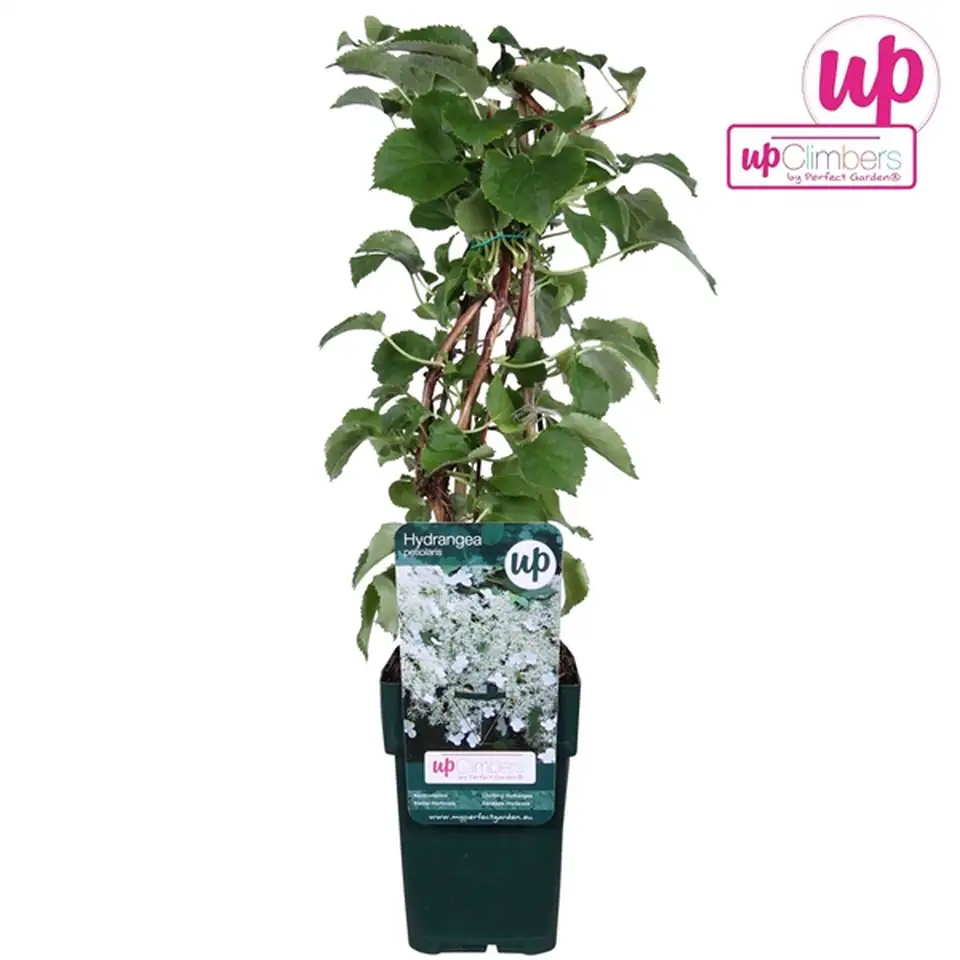 Хортензия D15 H45 - Hydrangea anomala Petiolaris