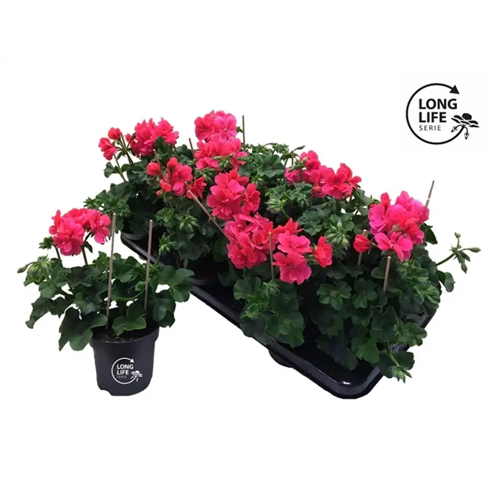 Пеларгониум D10 H25 - Pelargonium Peltatum Double Pink