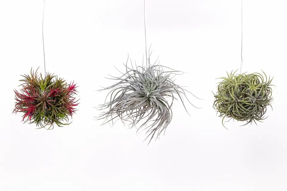 Тиландзия D15 - Tillandsia Trio mix