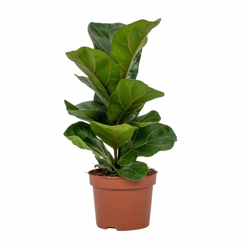 Фикус D12 H40 - Ficus Lyrata Bambino