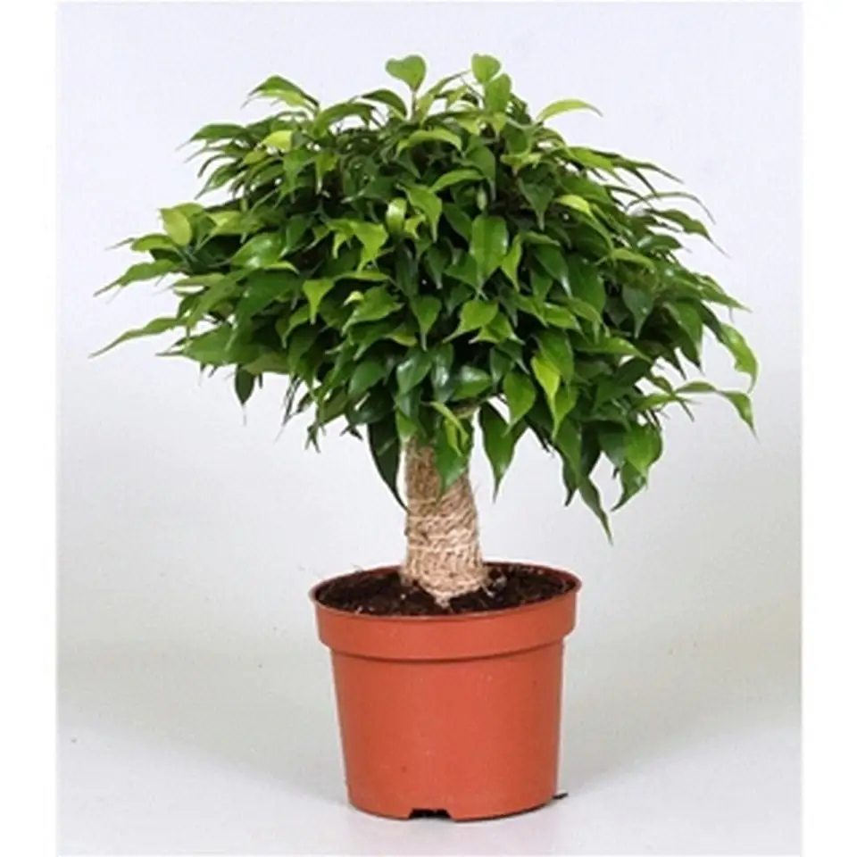 Фикус D12 H30 - Ficus Green Kinky