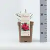 Роза D23 H65 - Rosa Parfuma (TH) Grafin Diana ®