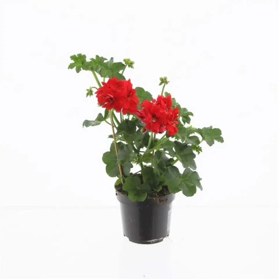 Пеларгониум D10 H25 - Pelargonium Peltatum Double Red