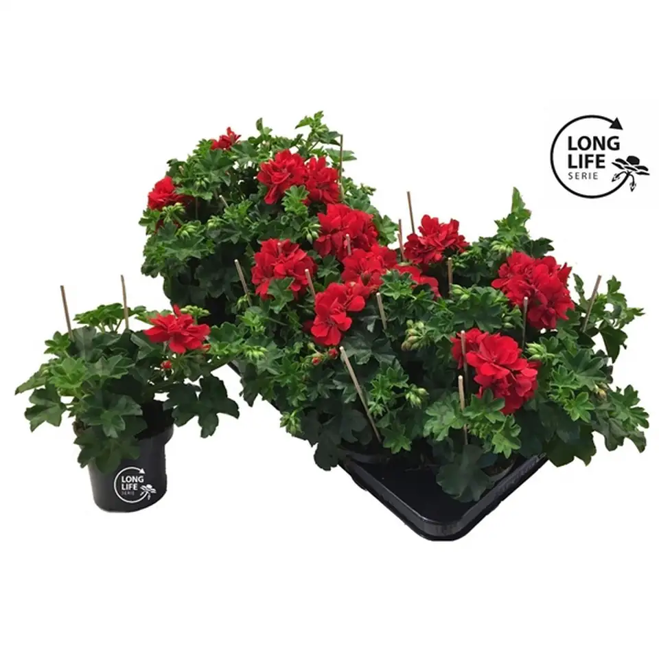 Пеларгониум D10 H25 - Pelargonium Peltatum Double Red - Image 2
