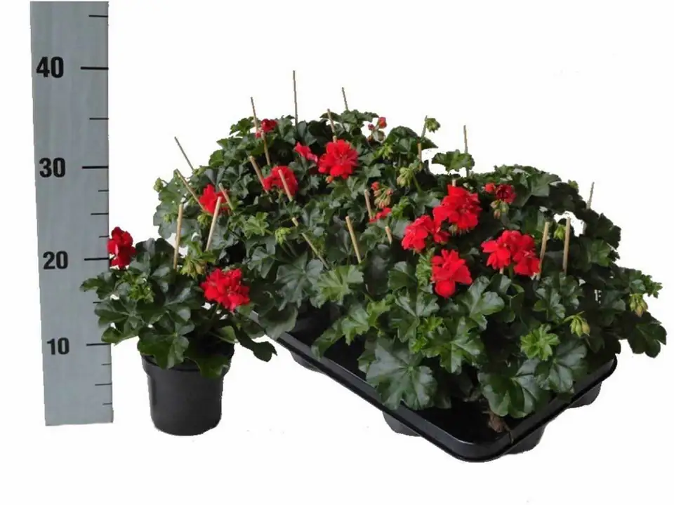 Пеларгониум D10 H25 - Pelargonium Peltatum Double Red - Image 3