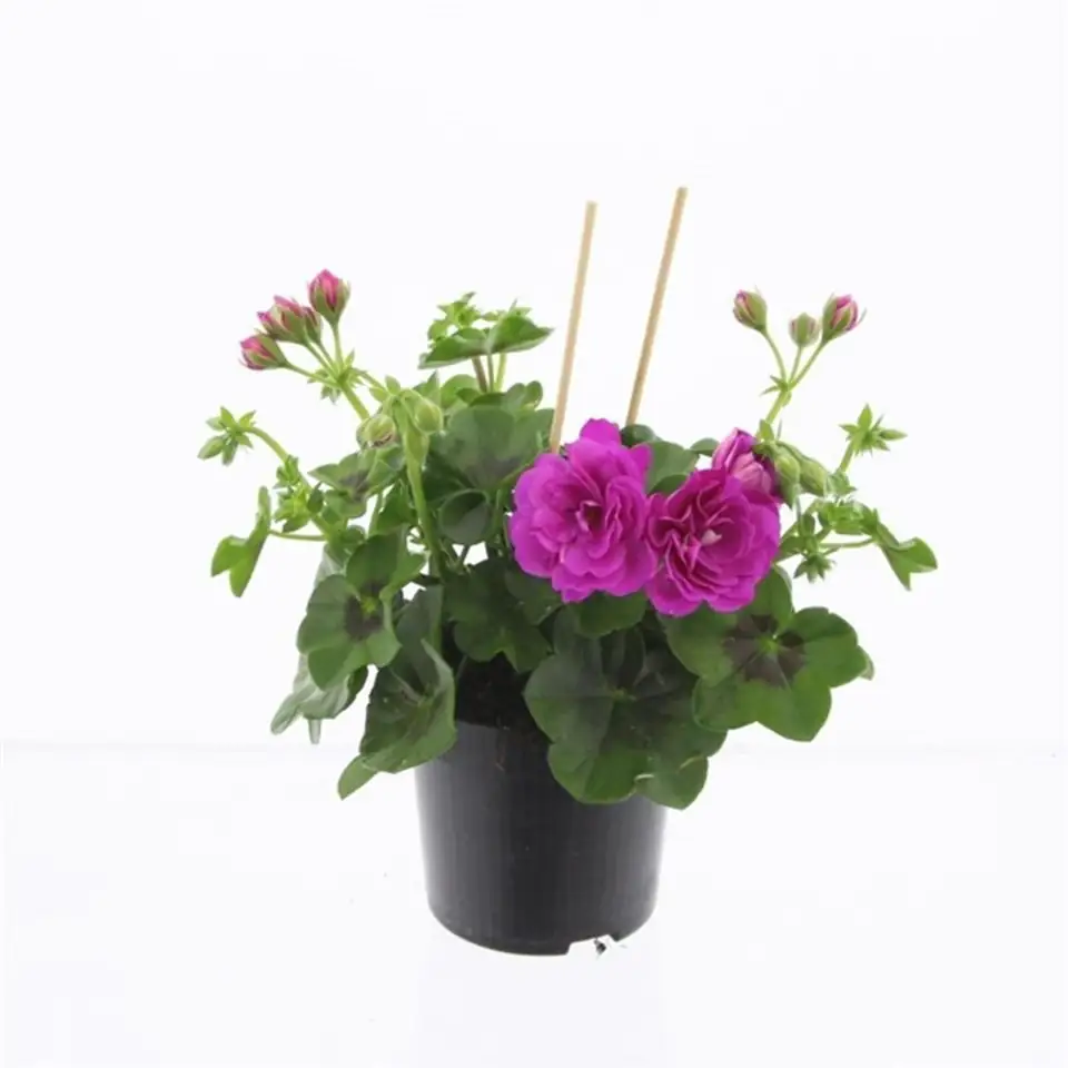 Пеларгониум D10 H25 - Pelargonium Peltatum Double Purple