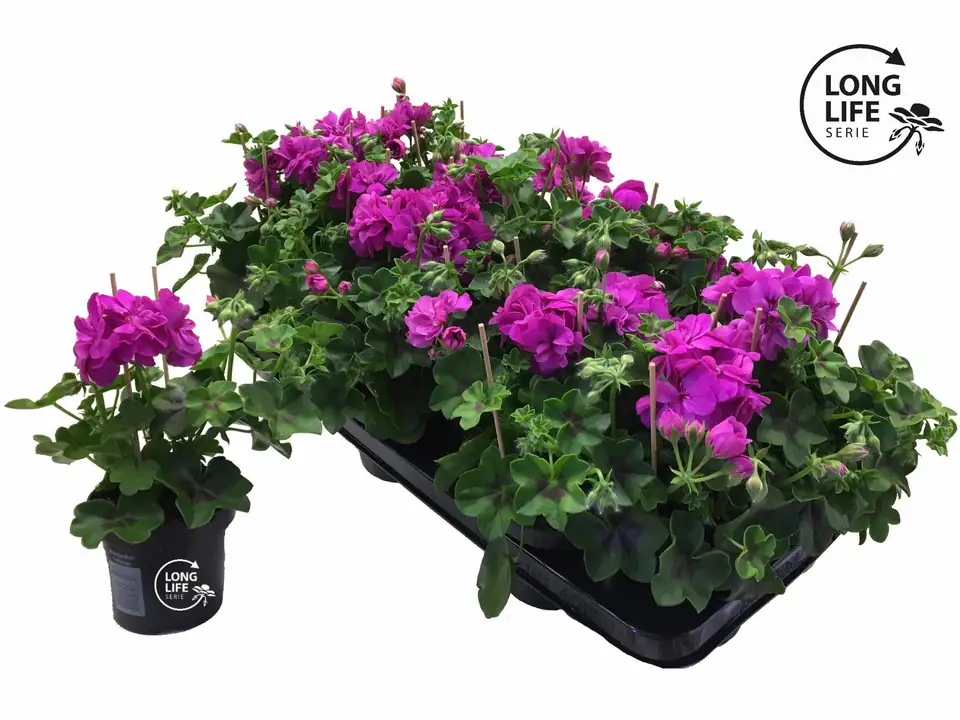 Пеларгониум D10 H25 - Pelargonium Peltatum Double Purple - Image 2