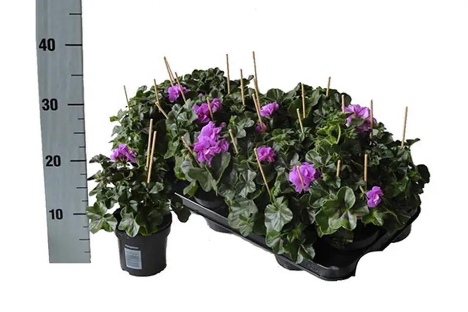 Пеларгониум D10 H25 - Pelargonium Peltatum Double Purple - Image 3