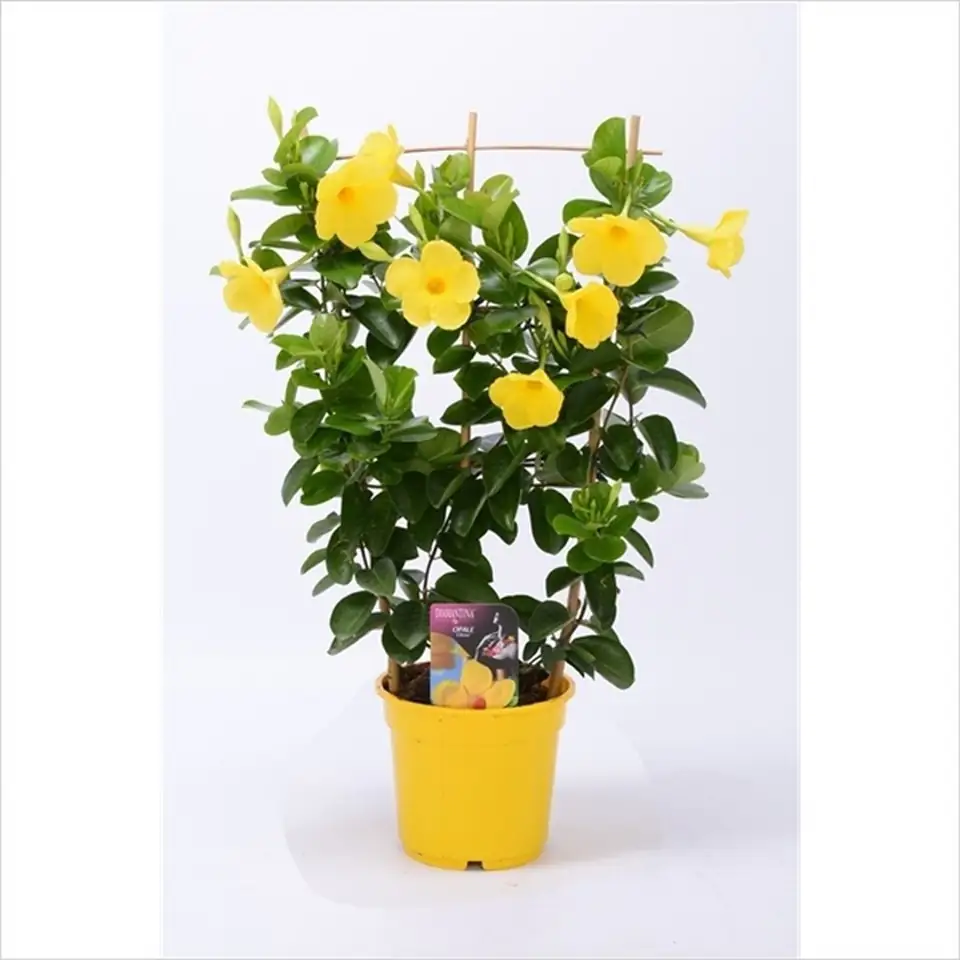 Мандевила D17 H60 - Mandevilla Opale Citrinus