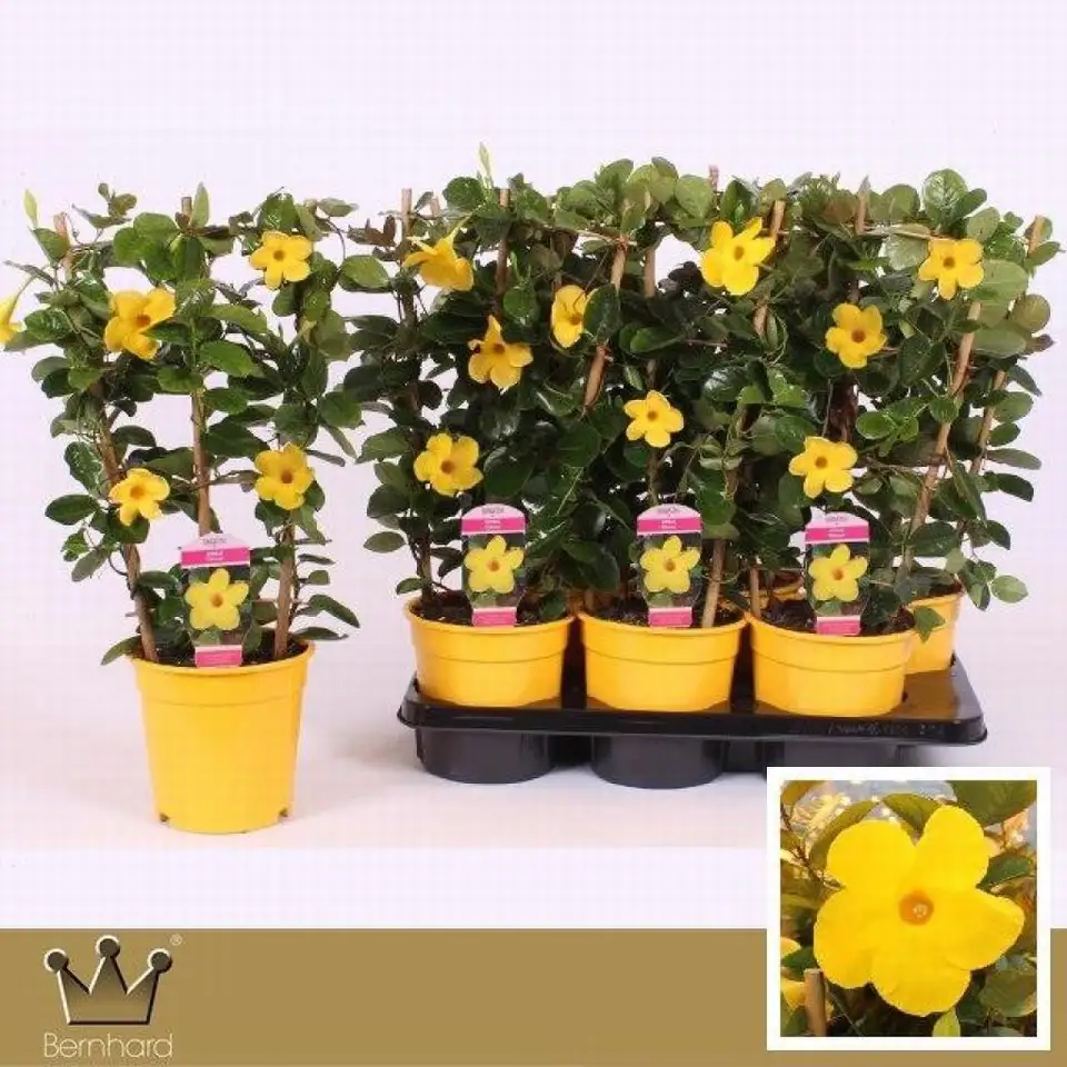 Мандевила D17 H60 - Mandevilla Opale Citrinus - Image 2