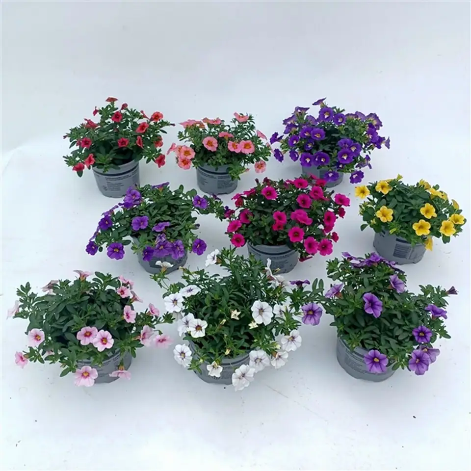 Калибрахоа D12 H20 - Calibrachoa Cafe de Paris
