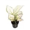 Аглонема D12 H25 - Aglaonema White Joy