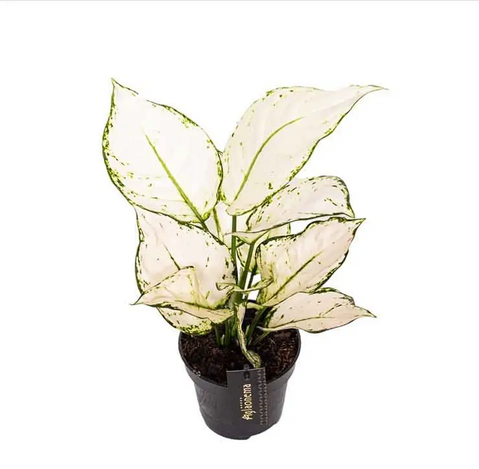Аглонема D12 H25 - Aglaonema White Joy