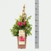 Роза D23 H65 - Rosa (F) Freifrau Caroline ®